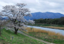 【写真】 篠山川と桜の木