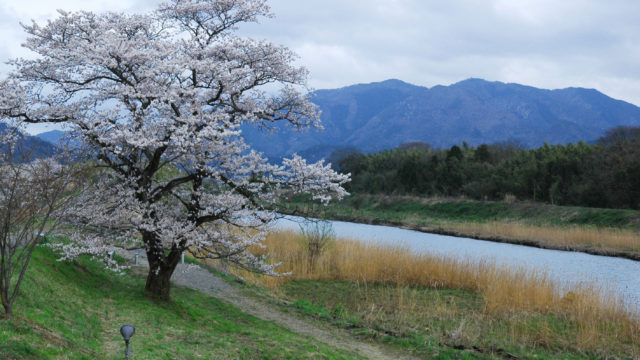 【写真】 篠山川と桜の木
