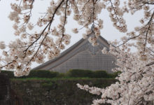 【写真】 桜の篠山城