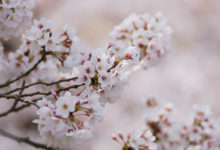 【写真】 桜