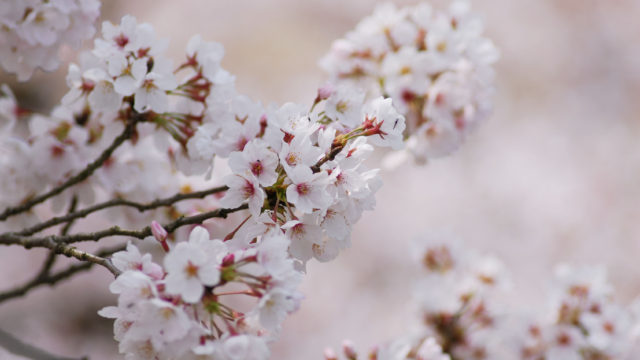 【写真】 桜