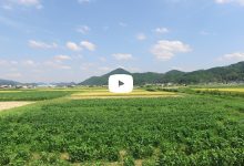 【動画】 高城山八景 池上